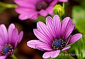 _DSC4701