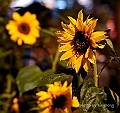 _DSC4780