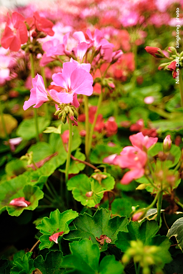 _DSC3329.jpg - Hongkong Flower Show 2007
