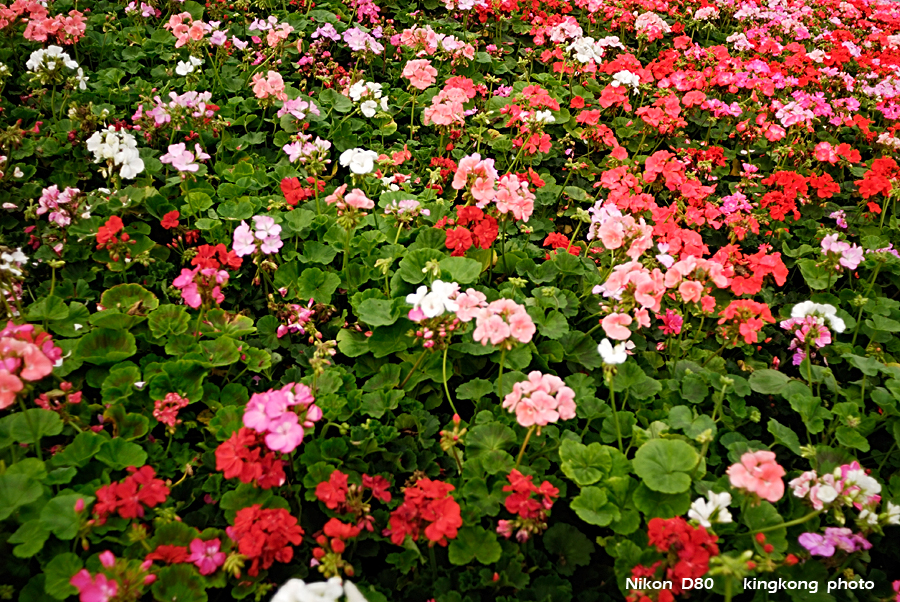 _DSC3331.jpg - Hongkong Flower Show 2007