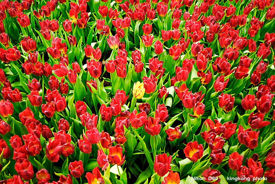 _DSC3337.jpg - Hongkong Flower Show 2007