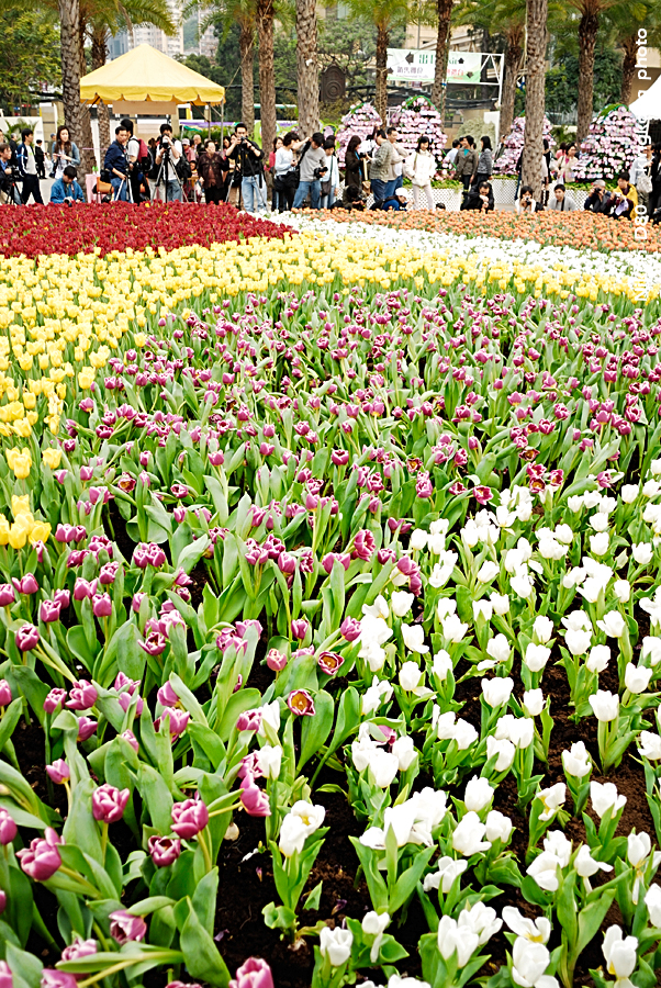 _DSC3356.jpg - Hongkong Flower Show 2007