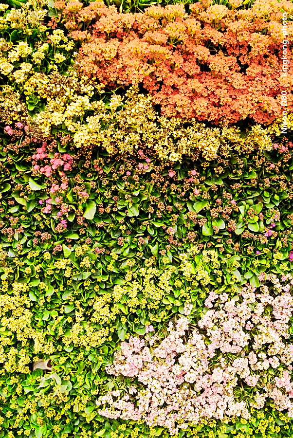 _DSC3375.jpg - Hongkong Flower Show 2007