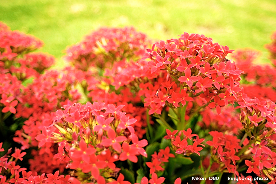 _DSC3378.jpg - Hongkong Flower Show 2007