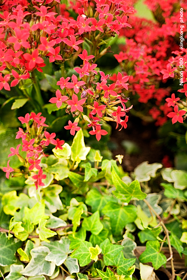 _DSC3379.jpg - Hongkong Flower Show 2007