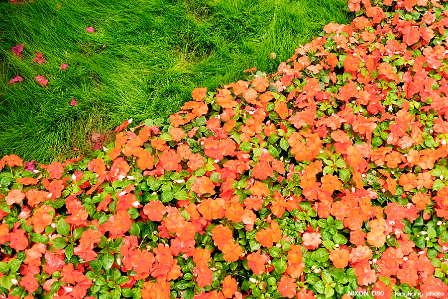_DSC3565.jpg - Hongkong Flower Show 2007