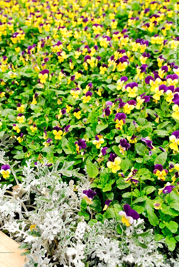 _DSC3576.jpg - Hongkong Flower Show 2007