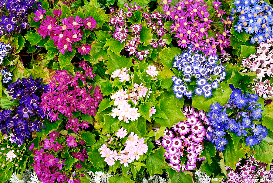 _DSC3582.jpg - Hongkong Flower Show 2007