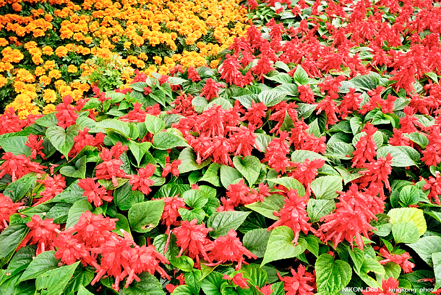 _DSC3592.jpg - Hongkong Flower Show 2007