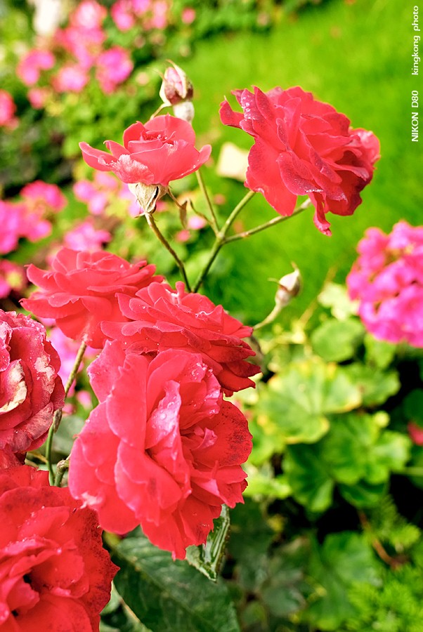 _DSC3598.jpg - Hongkong Flower Show 2007