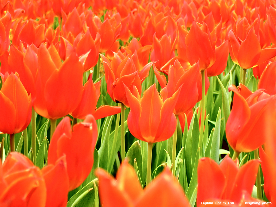 DSCF1523.JPG