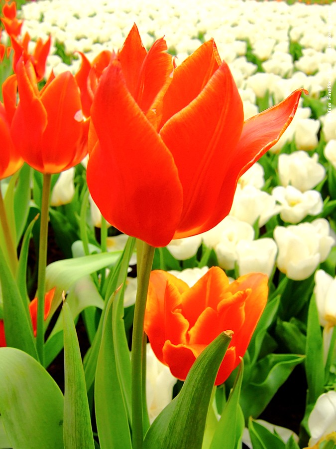 DSCF1528.JPG