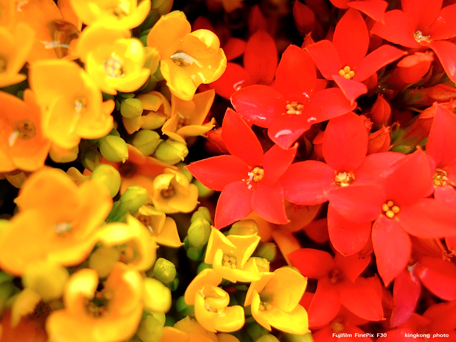 DSCF1558.JPG