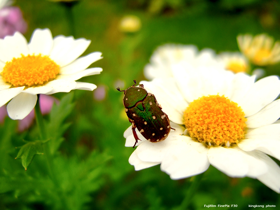 DSCF1562.JPG
