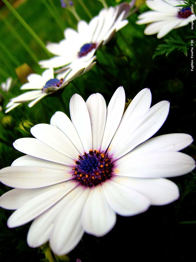 DSCF1566.JPG