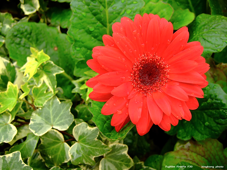 DSCF1570.JPG