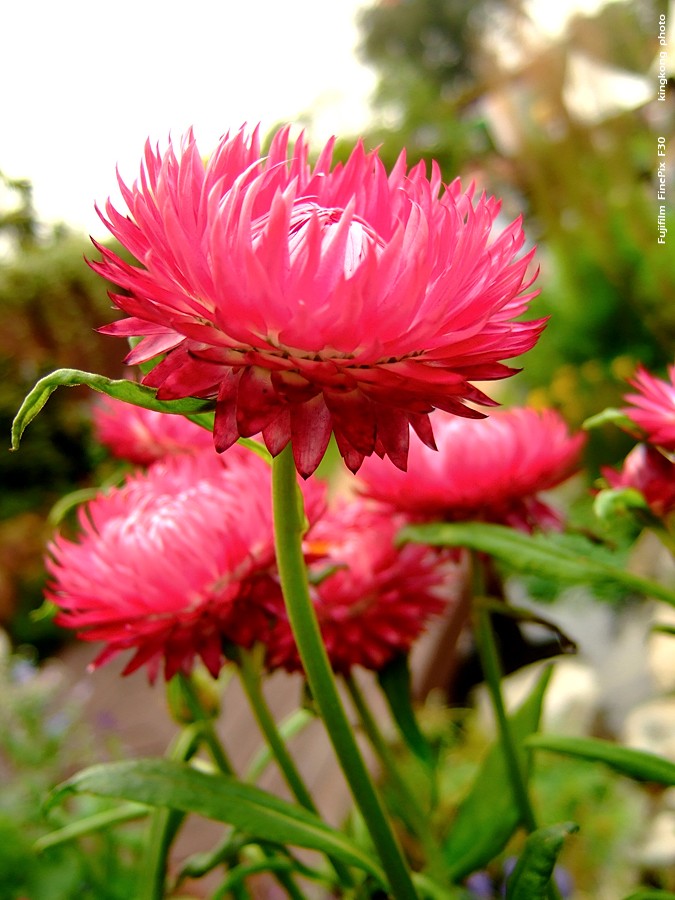 DSCF1572.JPG