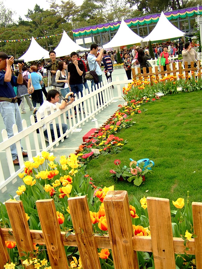 DSCF1582.JPG - Hong Kong Flower Show 2008