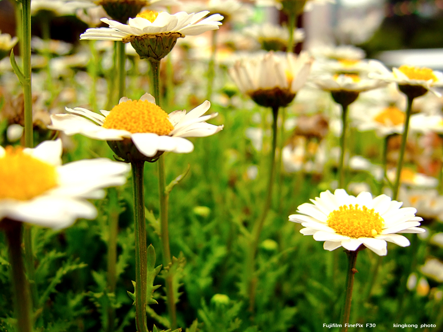 DSCF1592.JPG