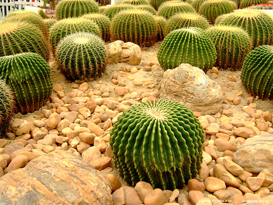 DSCF1605.JPG