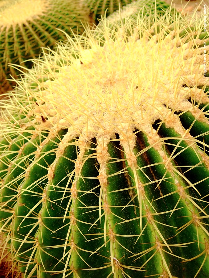 DSCF1607.JPG