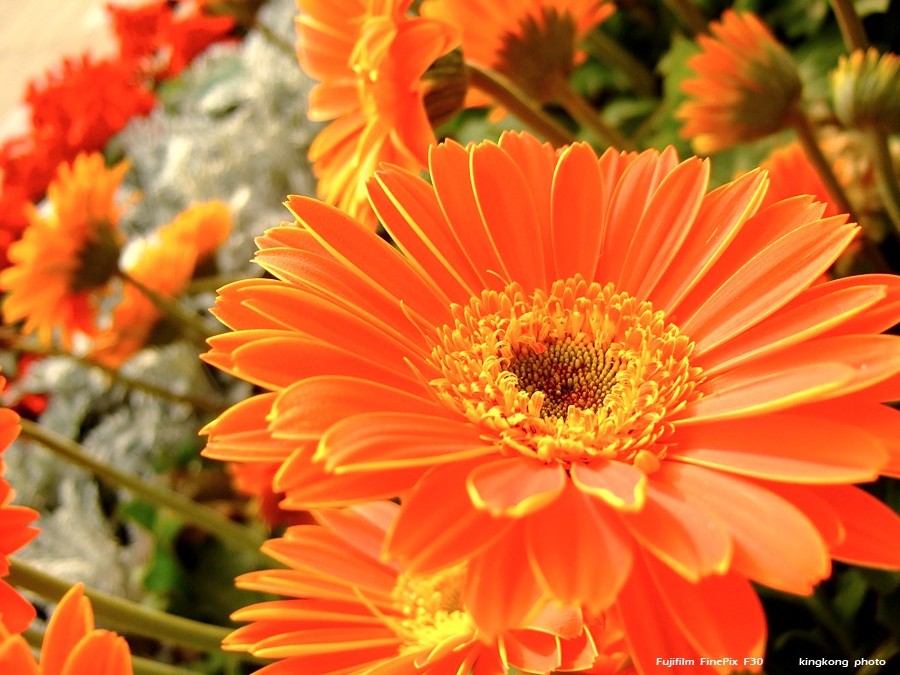DSCF1625.JPG