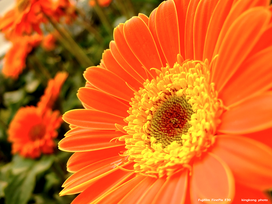 DSCF1626.JPG