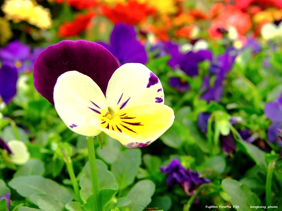 DSCF1639.JPG
