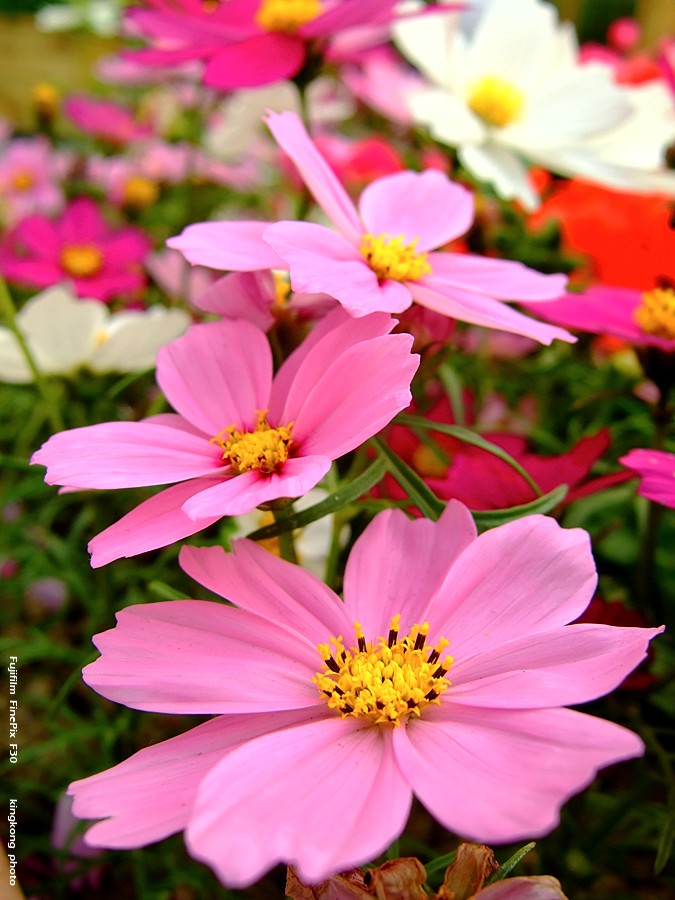DSCF1641.JPG