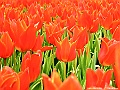 DSCF1523