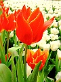 DSCF1528