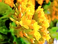 DSCF1550