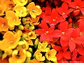 DSCF1558