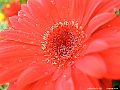 DSCF1567