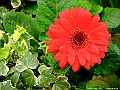 DSCF1570