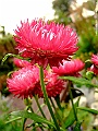 DSCF1572