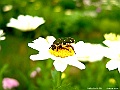 DSCF1575