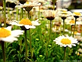 DSCF1592