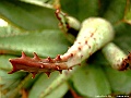 DSCF1598
