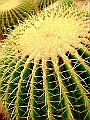 DSCF1607