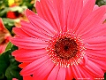 DSCF1608