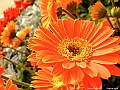 DSCF1625