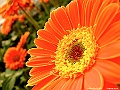 DSCF1626