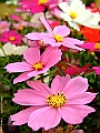 DSCF1641