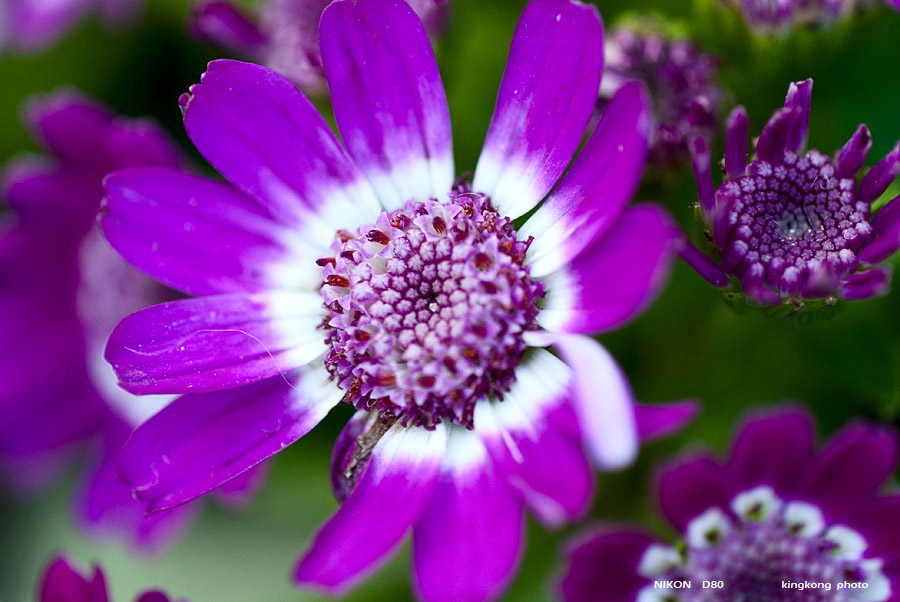 DSC_6214.jpg - HONGKONG FLOWER SHOW 2012