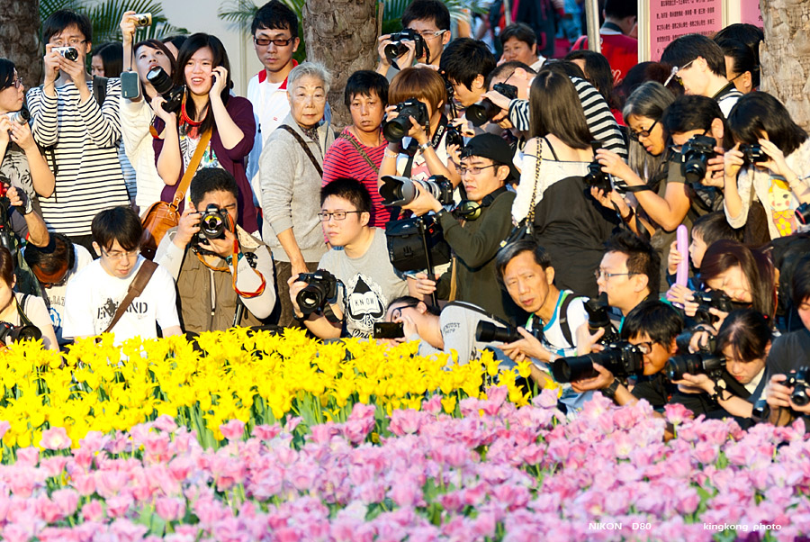 DSC_6223.jpg - HONGKONG FLOWER SHOW 2012