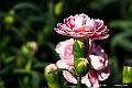 DSC_6088