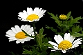 2006