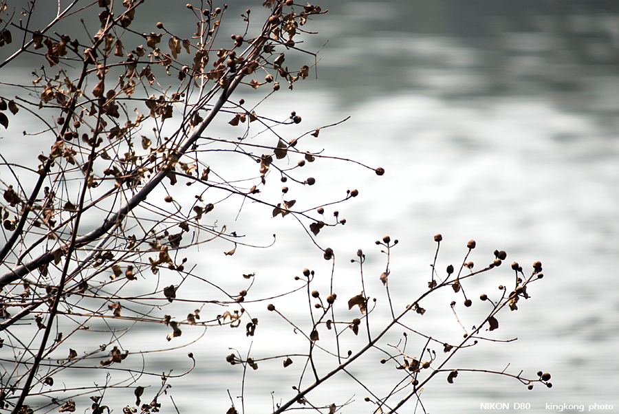 _DSC0882.JPG - 南生圍