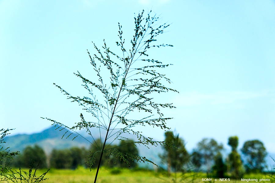 _DSC1732.jpg - SONY DSC